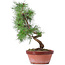 Pinus sylvestris, 29 cm, ± 7 Jahre alt