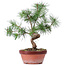 Pinus sylvestris, 29 cm, ± 7 ans