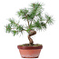 Pinus sylvestris, 29 cm, ± 7 years old