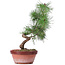 Pinus sylvestris, 29 cm, ± 7 years old