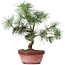 Pinus sylvestris, 29 cm, ± 7 jaar oud