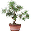 Pinus sylvestris, 29 cm, ± 7 years old