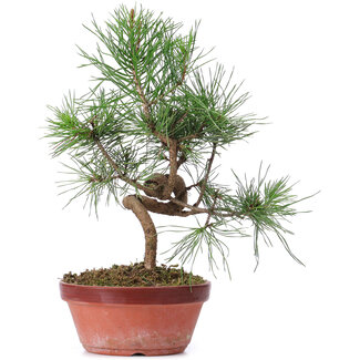 Pinus sylvestris, 29 cm, ± 7 años