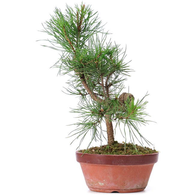 Pinus sylvestris, 29 cm, ± 7 years old