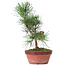 Pinus sylvestris, 29 cm, ± 7 ans