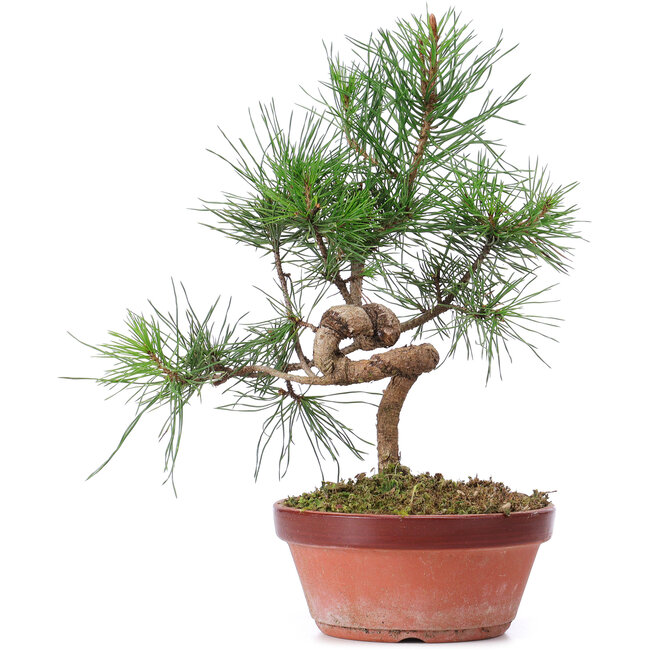Pinus sylvestris, 29 cm, ± 7 anni