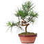 Pinus sylvestris, 29 cm, ± 7 ans