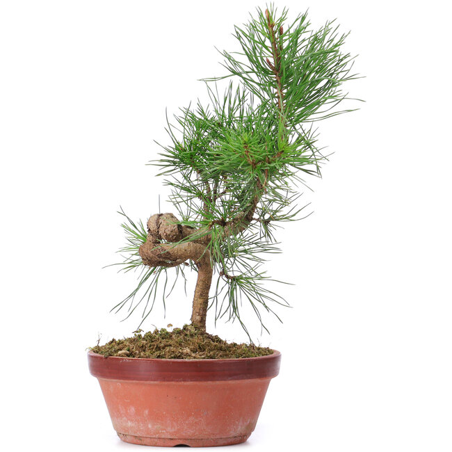 Pinus sylvestris, 29 cm, ± 7 anni