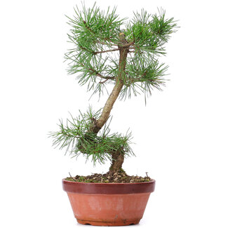 Pinus sylvestris, 29 cm, ± 7 jaar oud