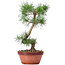 Pinus sylvestris, 29 cm, ± 7 anni