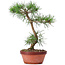 Pinus sylvestris, 29 cm, ± 7 anni