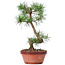 Pinus sylvestris, 29 cm, ± 7 Jahre alt
