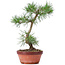 Pinus sylvestris, 29 cm, ± 7 Jahre alt