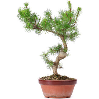 Pinus sylvestris, 32 cm, ± 7 anni