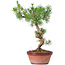 Pinus sylvestris, 32 cm, ± 7 anni