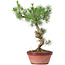 Pinus sylvestris, 32 cm, ± 7 jaar oud