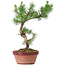 Pinus sylvestris, 32 cm, ± 7 jaar oud