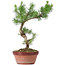 Pinus sylvestris, 32 cm, ± 7 Jahre alt