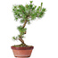 Pinus sylvestris, 32 cm, ± 7 anni