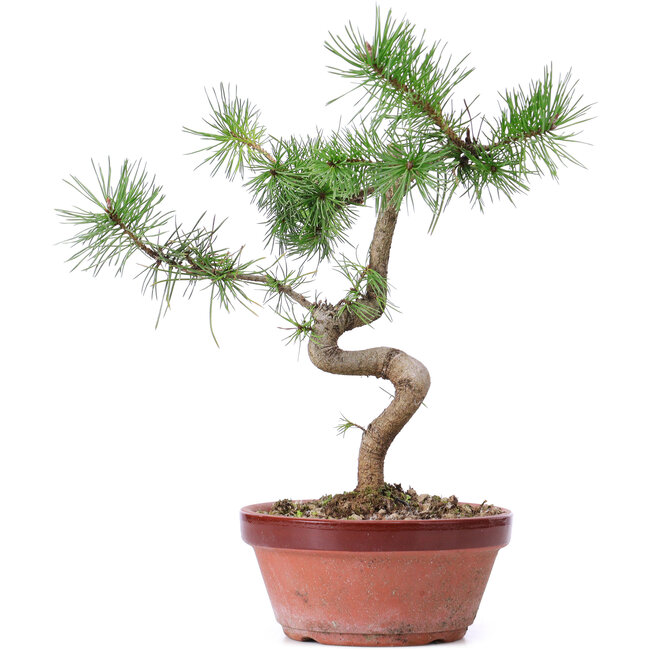 Pinus sylvestris, 26 cm, ± 7 anni