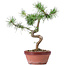 Pinus sylvestris, 26 cm, ± 7 jaar oud