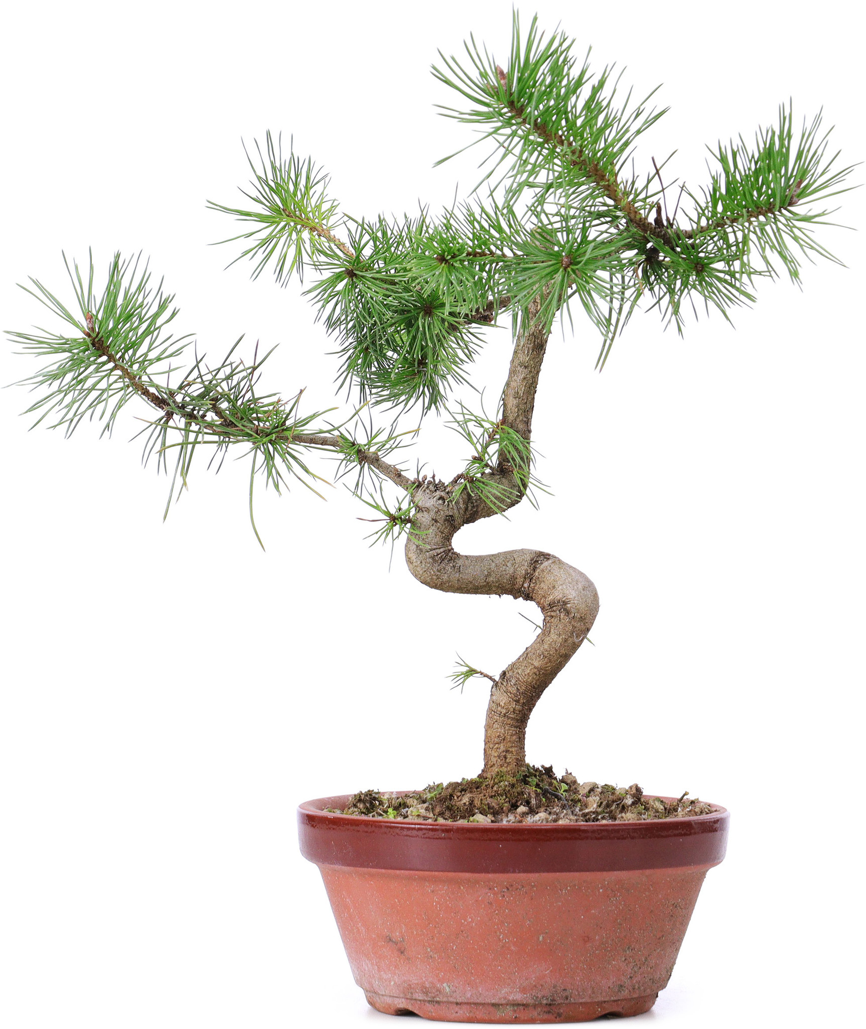 Pinus sylvestris, 26 cm,  7 Jahre alt - Bonsai Plaza