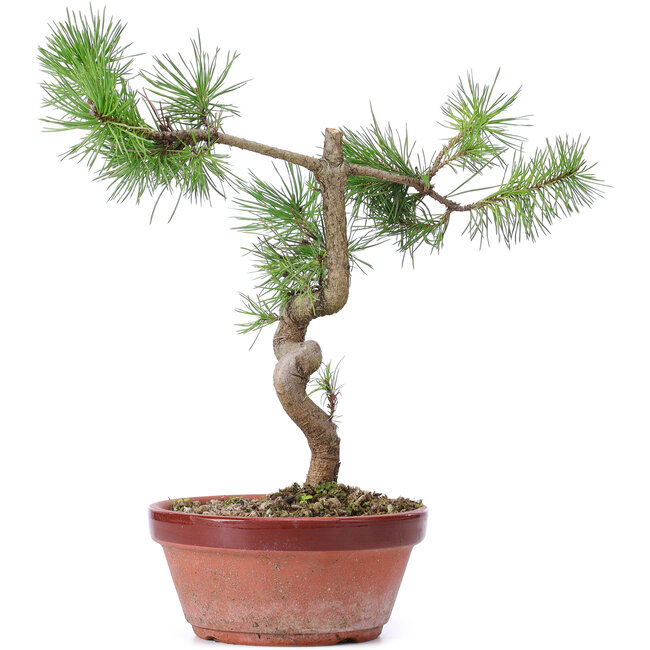 Pinus sylvestris, 26 cm, ± 7 jaar oud