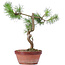 Pinus sylvestris, 26 cm, ± 7 Jahre alt