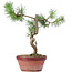 Pinus sylvestris, 26 cm, ± 7 years old