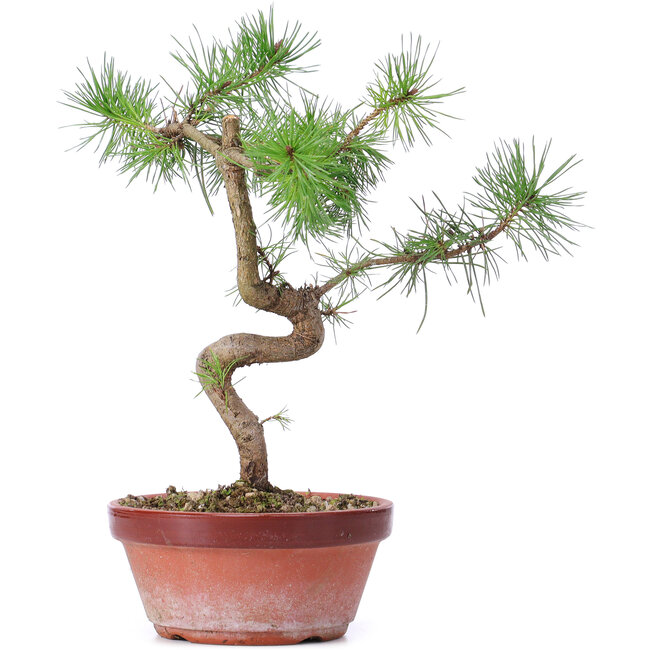 Pinus sylvestris, 26 cm, ± 7 años
