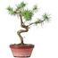 Pinus sylvestris, 26 cm, ± 7 years old