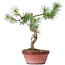 Pinus sylvestris, 26 cm, ± 7 años