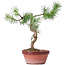 Pinus sylvestris, 26 cm, ± 7 jaar oud