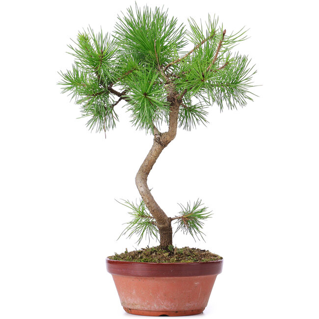 Pinus sylvestris, 35 cm, ± 7 anni