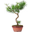 Pinus sylvestris, 35 cm, ± 7 años