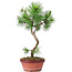 Pinus sylvestris, 35 cm, ± 7 jaar oud