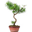 Pinus sylvestris, 35 cm, ± 7 jaar oud