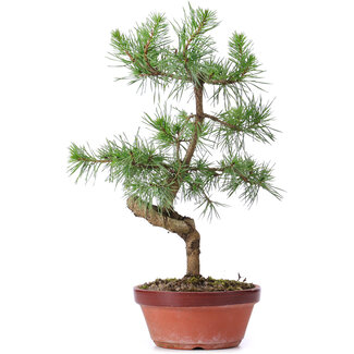 Pinus sylvestris, 35 cm, ± 7 años