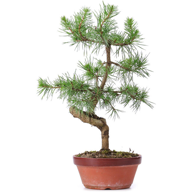 Pinus sylvestris, 35 cm, ± 7 jaar oud