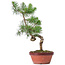 Pinus sylvestris, 35 cm, ± 7 anni
