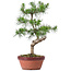 Pinus sylvestris, 35 cm, ± 7 years old