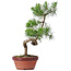 Pinus sylvestris, 35 cm, ± 7 jaar oud