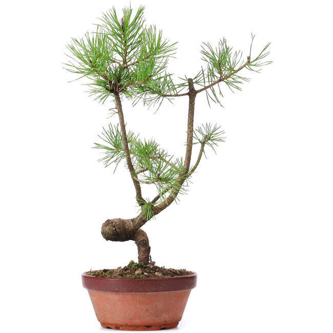 Pinus sylvestris, 36 cm, ± 7 anni