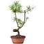 Pinus sylvestris, 36 cm, ± 7 jaar oud