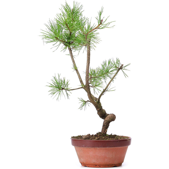 Pinus sylvestris, 36 cm, ± 7 anni