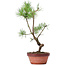 Pinus sylvestris, 36 cm, ± 7 años