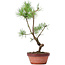 Pinus sylvestris, 36 cm, ± 7 jaar oud