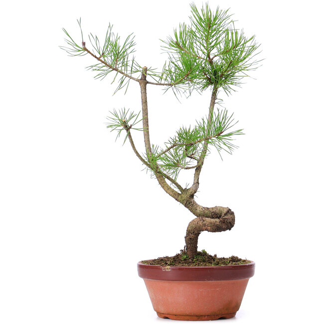 Pinus sylvestris, 36 cm, ± 7 ans