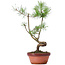 Pinus sylvestris, 36 cm, ± 7 anni