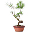 Pinus sylvestris, 36 cm, ± 7 jaar oud